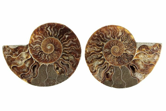 Cut & Polished, Agatized Ammonite Fossil - Crystal Pockets #191628